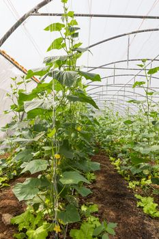 Pumpkin vines grow plants growing in a greenhouse