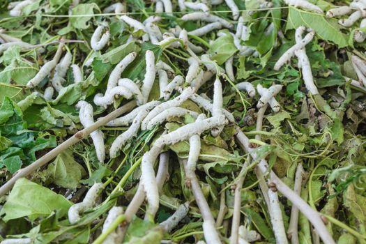 Close up Silkworm eating mulberry green leaf