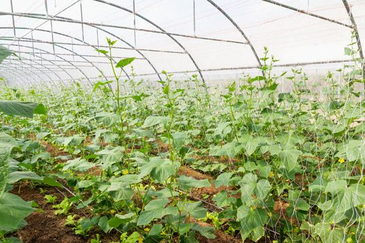 Pumpkin vines grow plants growing in a greenhouse