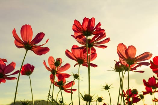 Red cosmos flowers under summer sky in Thailand