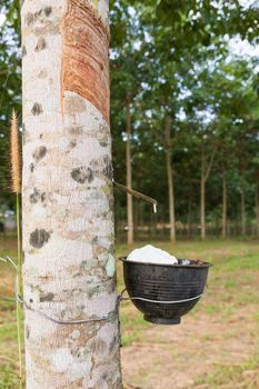 Close up of tapping latex from rubber tree in Thailand