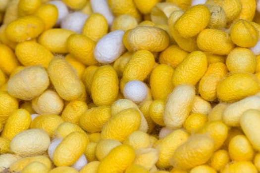 Group of silkworm cocoons nests.Bombycidae is a family of moths