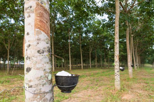 Close up of tapping latex from rubber tree in Thailand