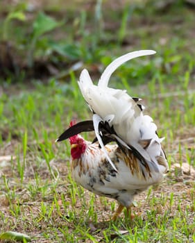 White Bantam  on grass in Countryside from thailand