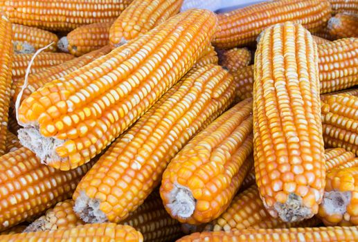 Pile of yellow dried corns  for animal feeding