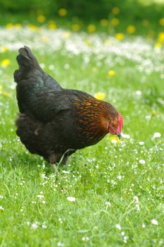 Hen outside in the meadow in spring time