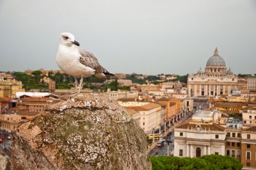 Seagull and St Peters basilica at Vaticano - Italy
