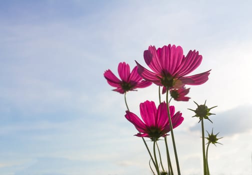 Pink cosmos flowers under autumn sky in Thailand