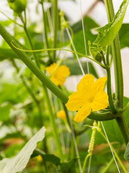 Pumpkin flower on stem  growing in the plant