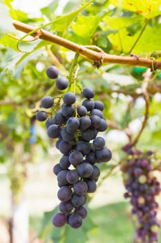 Red Grapes on the vine  in vineyard before harvest