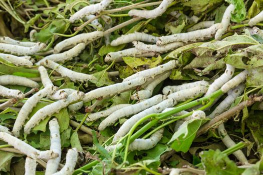 Close up Silkworm eating mulberry green leaf
