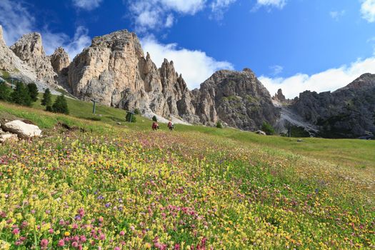 flowered meadow and rocky mountain in Gardena pass, Italy