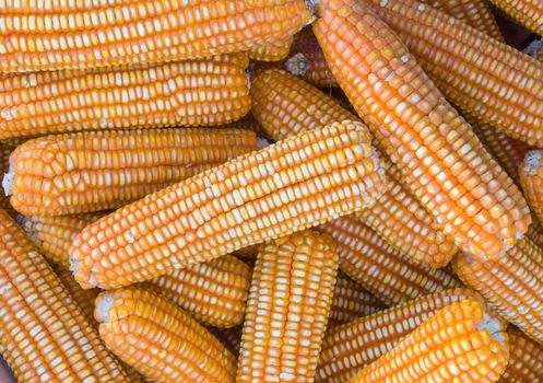 Pile of yellow dried corns  for animal feeding
