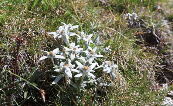 A group of Edelweiss - Leontopodium alpinum between grss 