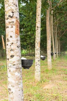 Close up of tapping latex from rubber tree in Thailand