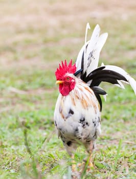 White Bantam  on grass in Countryside from thailand