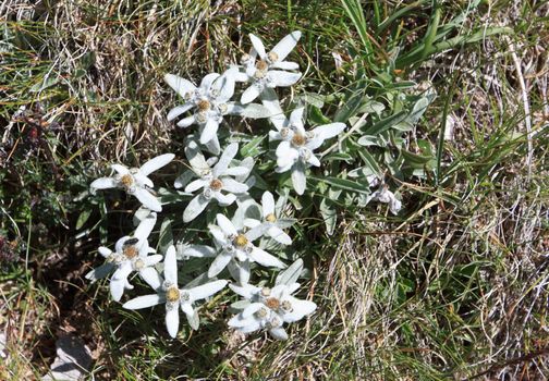 A group of Edelweiss - Leontopodium alpinum between grss 