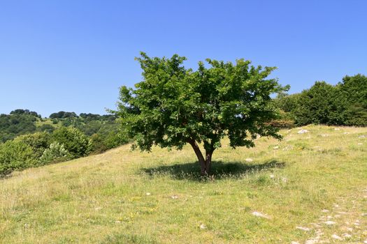 green field and beech tree in Italian country