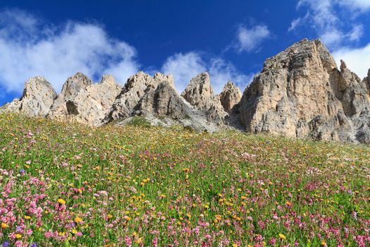 wild flowers under Cir Dolomites, Gardena pass, Italy
