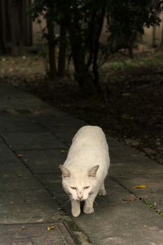 Undomesticated cat cat in urban city.