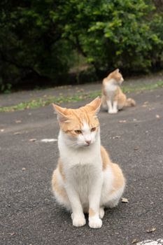 Undomesticated cat cat in urban city.