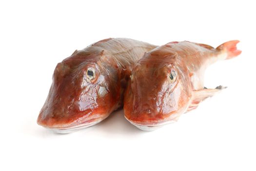 two fresh tub gurnard isolated on white background