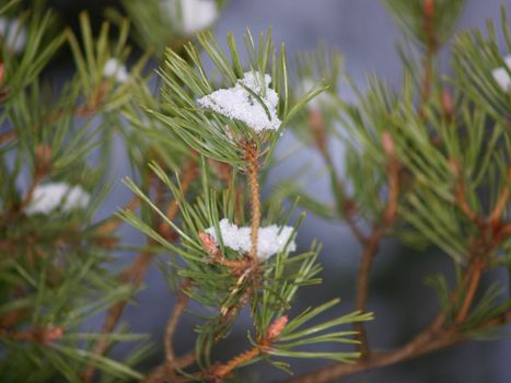 Snow in spruce tree, closeup with sunlight