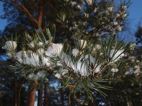 Snow in spruce tree, closeup with sunlight