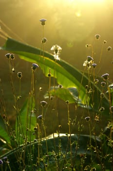 Grass with morning light in countryside of Thailand