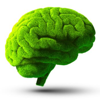 The human brain is covered with green grass. The metaphor of the wild, natural or imperfect intelligence. Isolated on white background with shadow