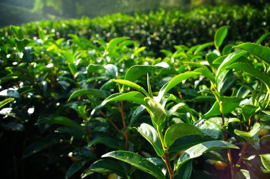 Tea tree farming on hill, Thailand