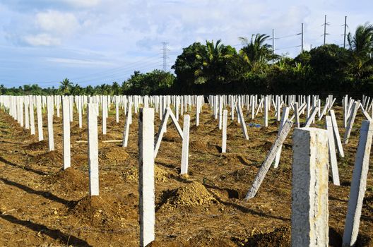 Numerous white concrete stakes for Dragon Fruits