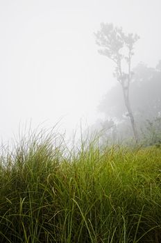 Close-up of tall grass in foggy mountain 