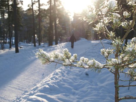 Spruce tree with lumps of snow, path through forest and sunlight in background