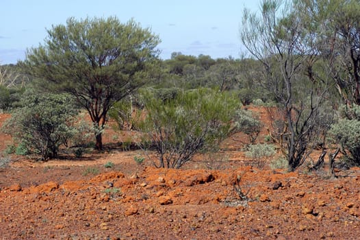 landscape of the Australian bush