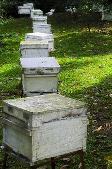 Line of white boxes of honey bees in a honey bee farm.