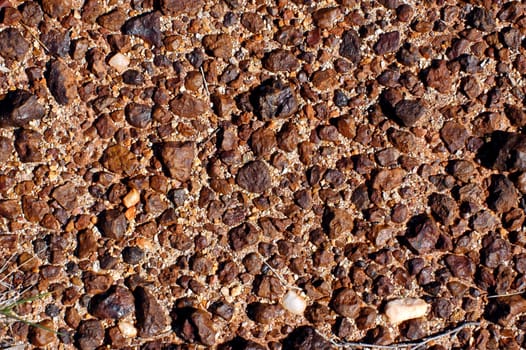 ground of the Australian bush is in hiding