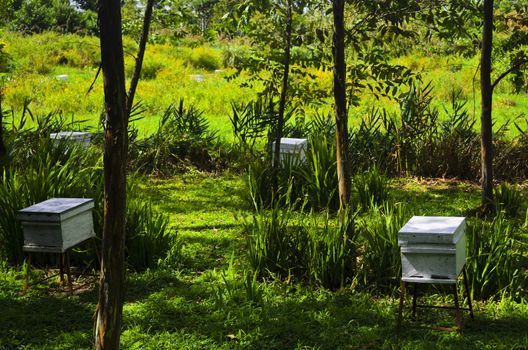White boxes of honey bees in a honey bee farm.