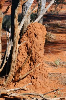 termite mound in the Australian bush