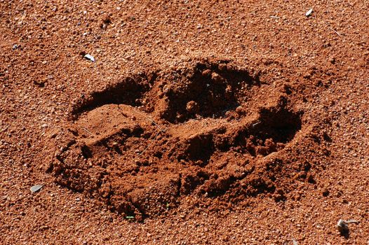 trace legs of kangaroo