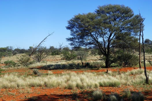 landscape of the Australian bush