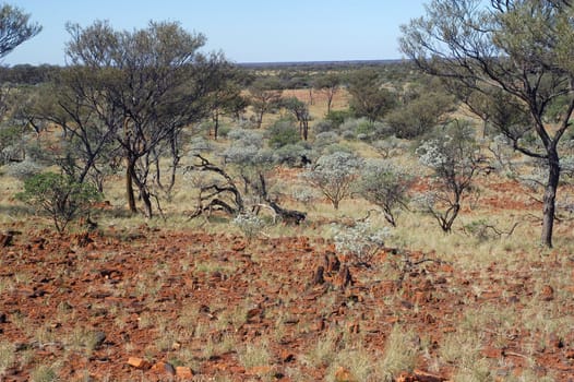 landscape of the Australian bush