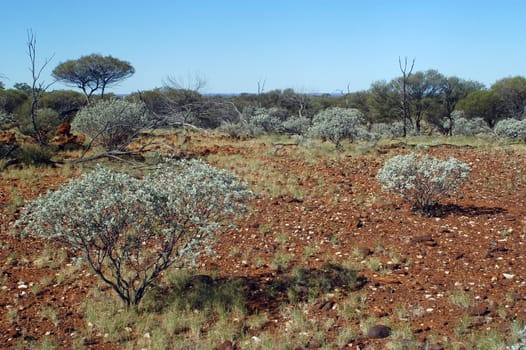 landscape of the Australian bush