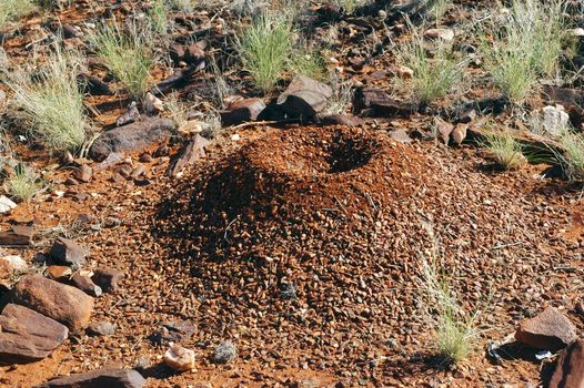 termite mound in the Australian bush