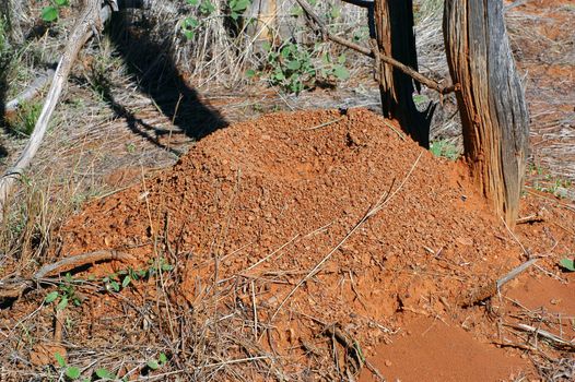 termite mound in the Australian bush