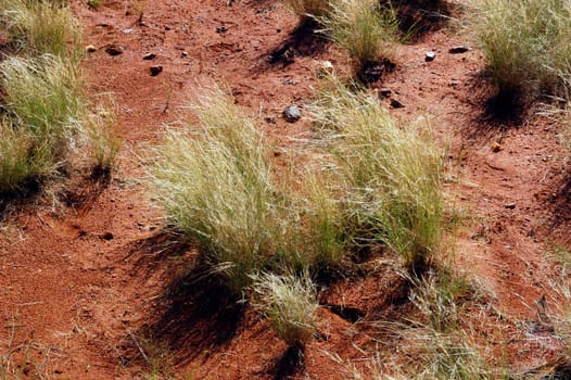 landscape of the Australian bush
