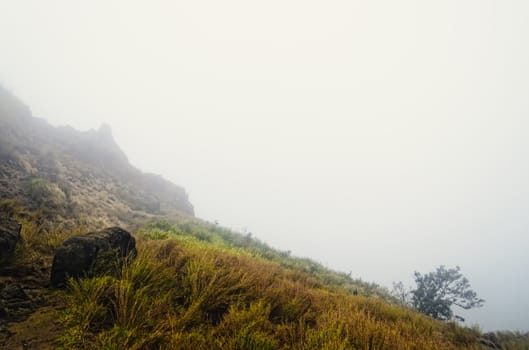 Rocks, grass and trees on a foggy mountain