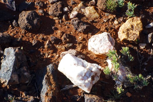 ground of the Australian bush is in hiding