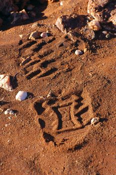 traces of step in the Australian bush