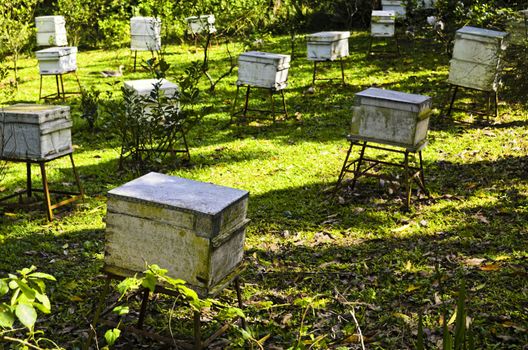 White boxes of honey bees in a honey bee farm.